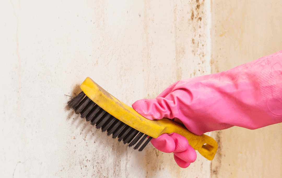 Mold Removal