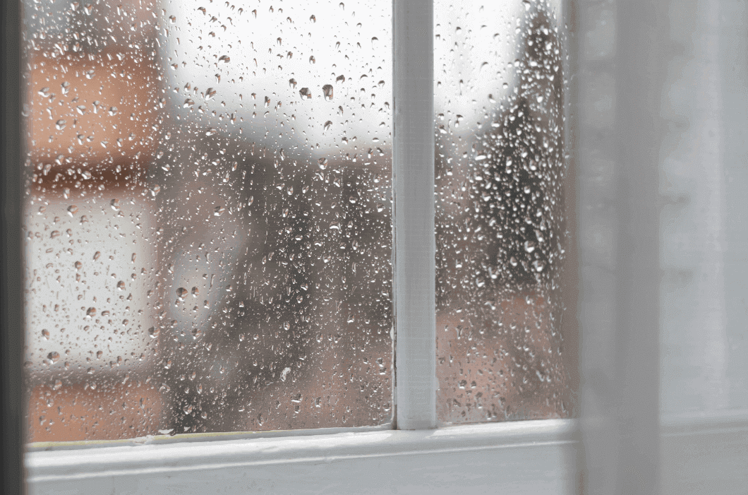 Most common Indoor Molds