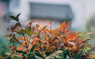 Preparing for La Niña: Ready Your Home for the Wet Weather